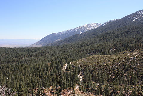 mountains, forest, nature, nevada, scenery, outdoor, view, environment HD wallpaper