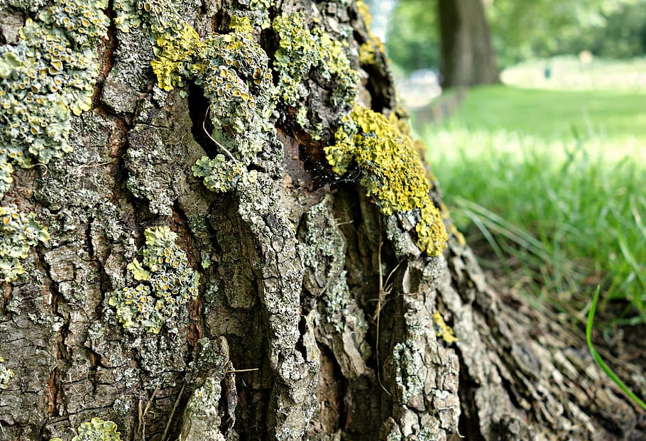 tree, trunk, bark, moss, overgrown, growth, landscape, depth of field HD wallpaper