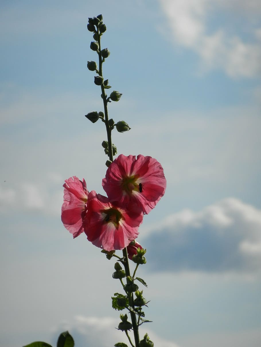 stock rose, sky, clouds, flower, garden, pink, nature, poppy HD wallpaper