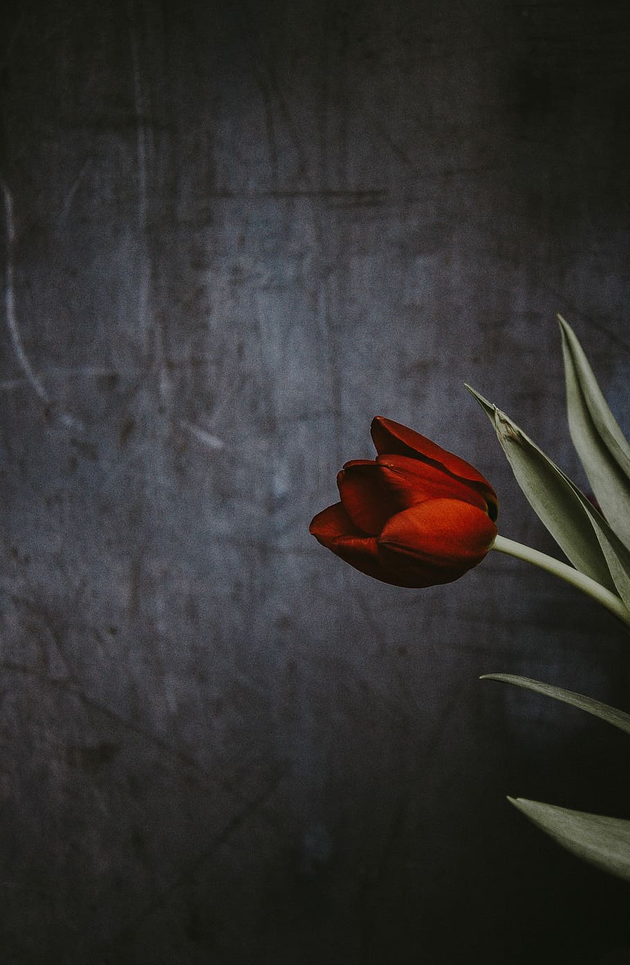 Tulips on dark background, shallow focus photography of red flower HD wallpaper