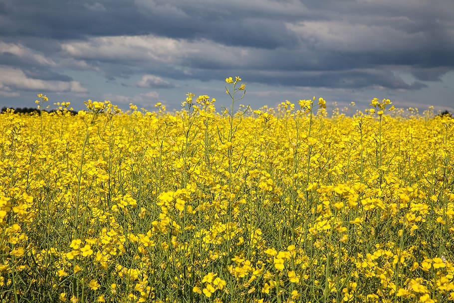 rapsmark, storm, summer, nature, oilseed Rape, yellow, agriculture HD wallpaper