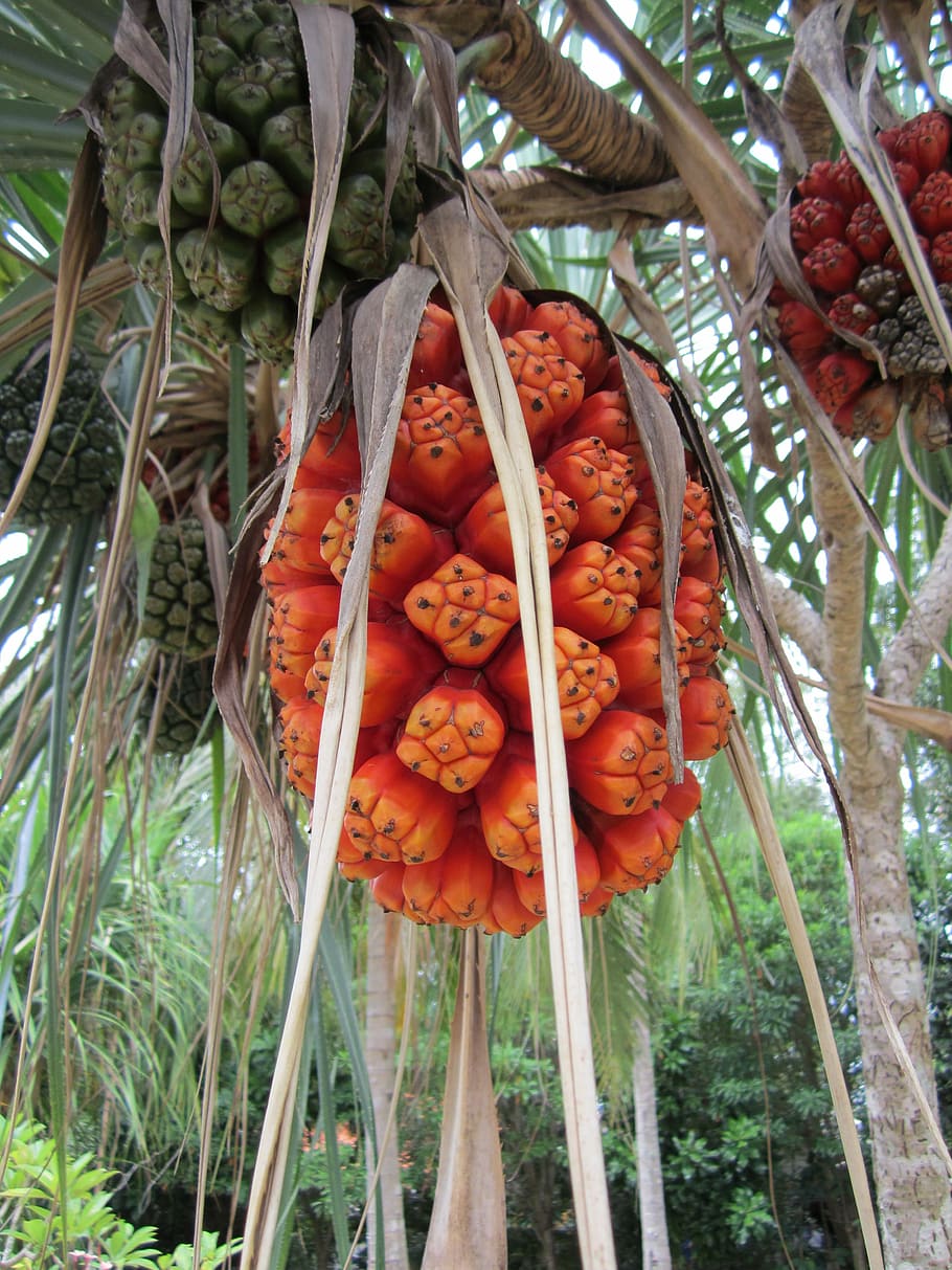 thailand, fruit, phuket, tropical, plant, asia, food, tree HD wallpaper