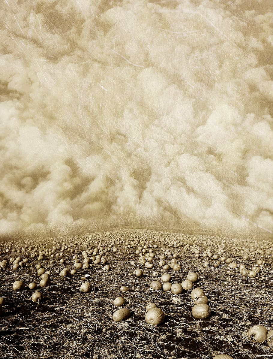 brown fruits on brown floor under white clouds painting, background HD wallpaper
