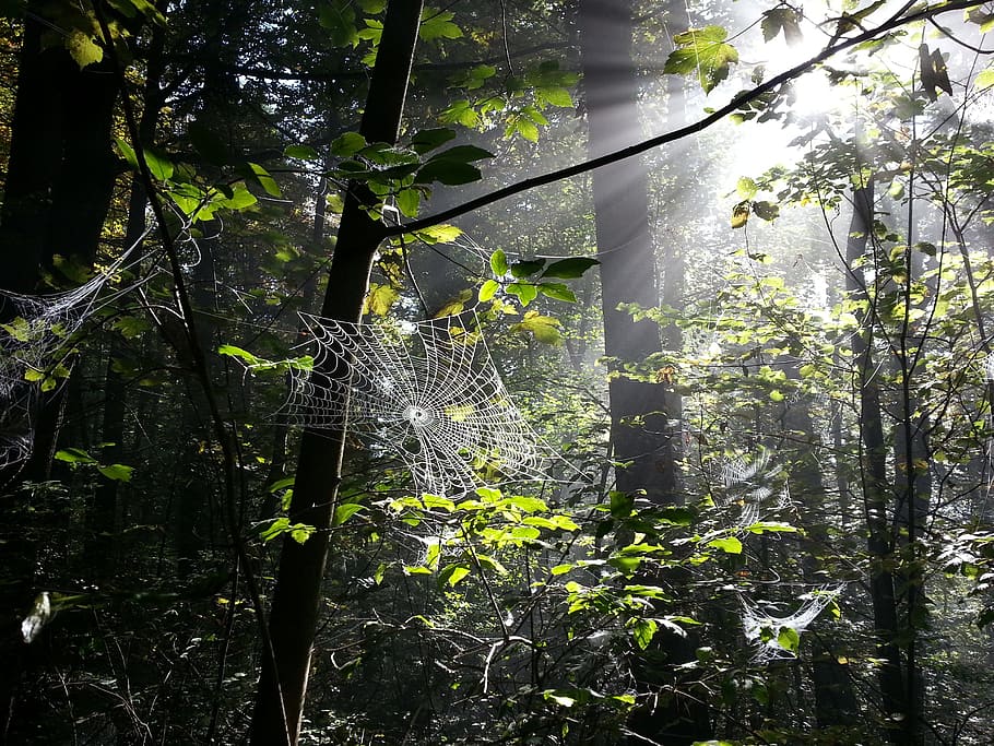 cobweb, spider webs, forest, trees, insect, case, plant, growth HD wallpaper