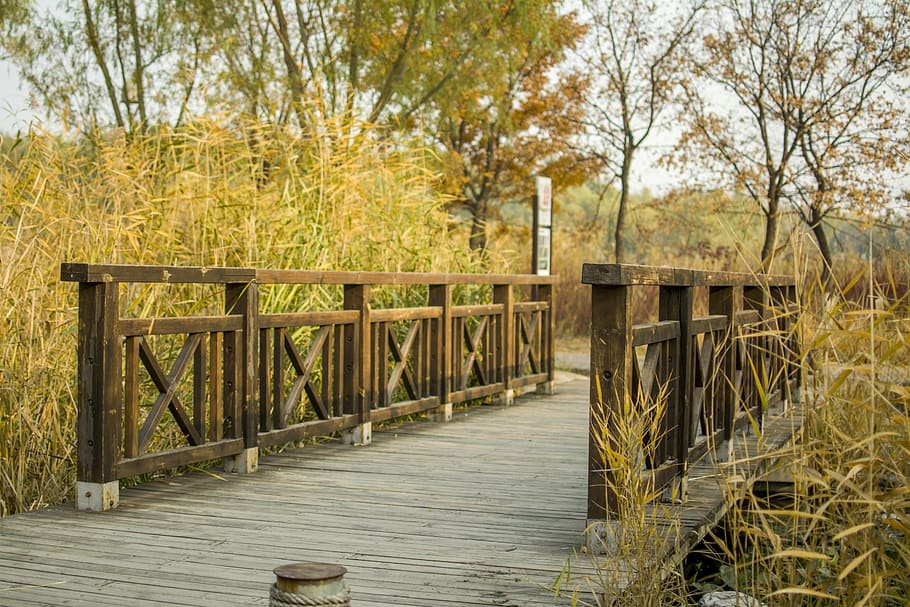 bridge, park, autumn, nature, wood - Material, tree, outdoors HD wallpaper