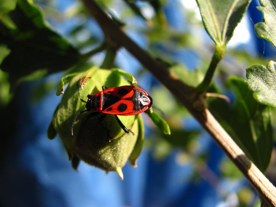 insect, bud, macro, summer, nature, beautiful, garden, petals HD wallpaper