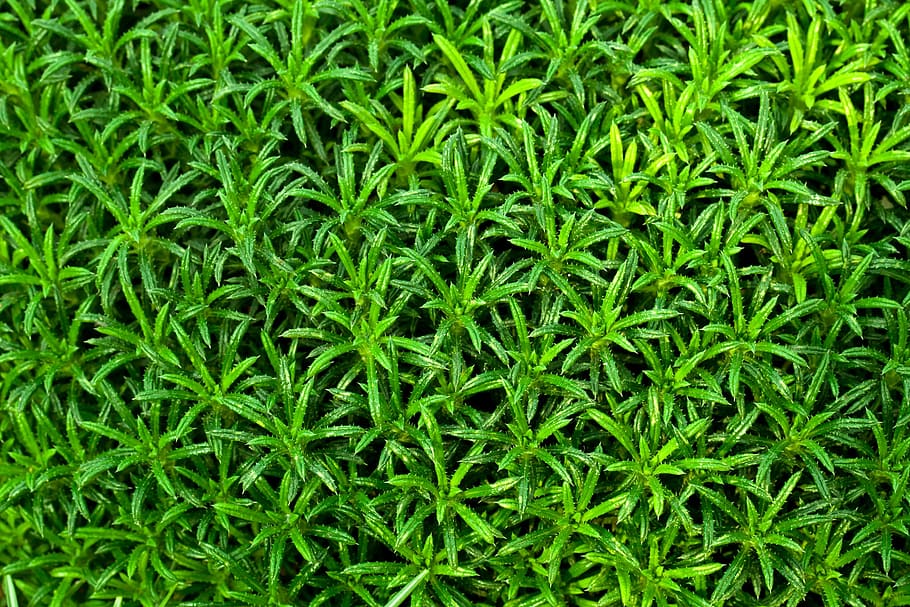 green grass, abstract, backdrop, background, flora, floral HD wallpaper