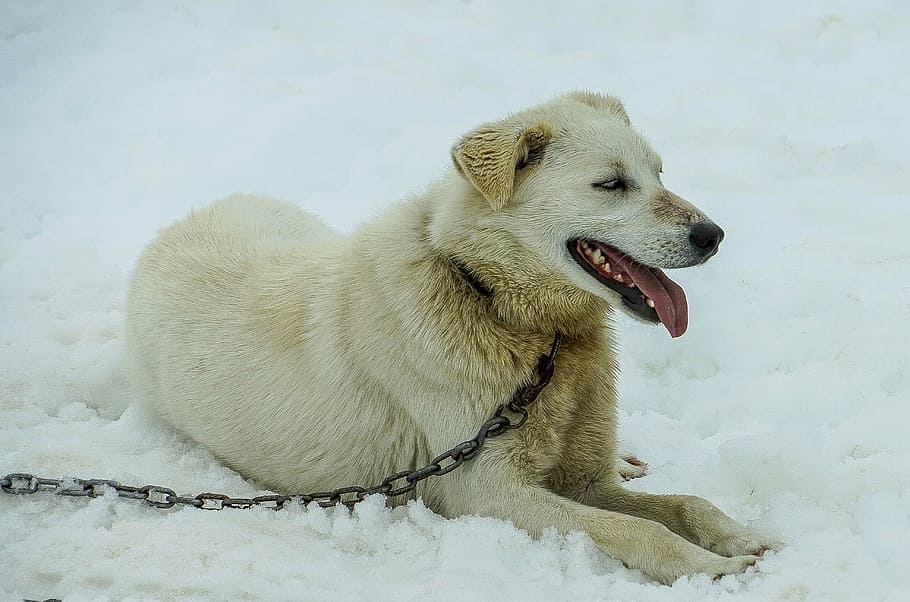 sled dogs, alaska, dog sled, sledding, snow, dogsled, white sled dog, HD wallpaper
