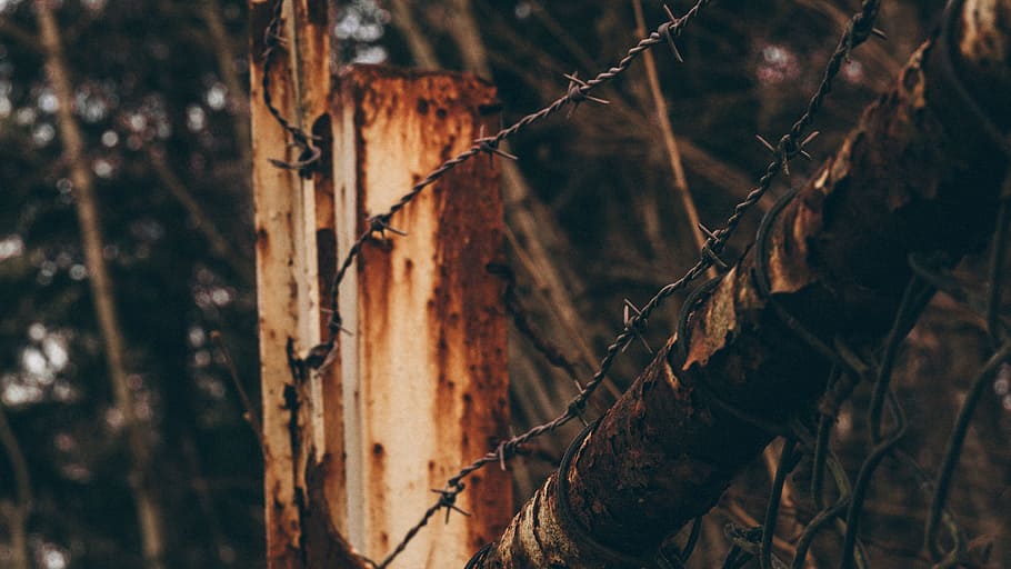tree, wood, thorn, barbed, wire, fence, forest, land, nature HD wallpaper