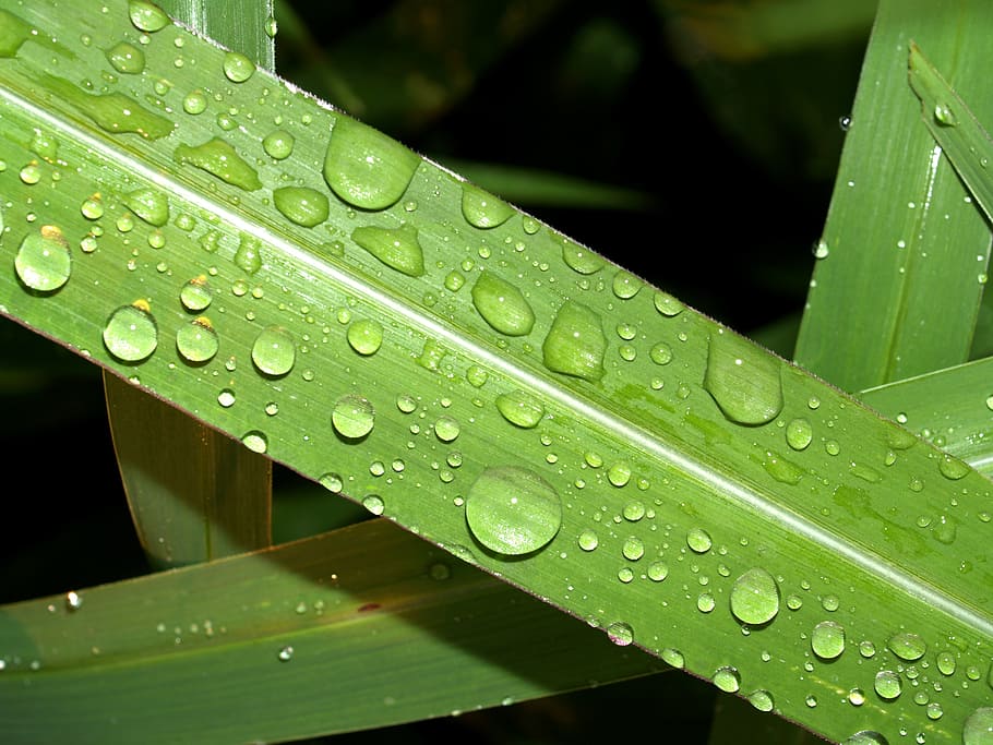 water, drops, leaf, grass, green, dew, rain, closeup, life HD wallpaper