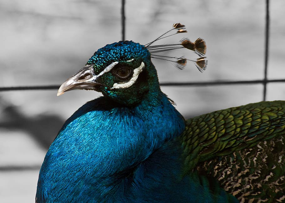 Peacock, Beautiful, Ave, Animals, Pen, colorful, blue, bird HD wallpaper