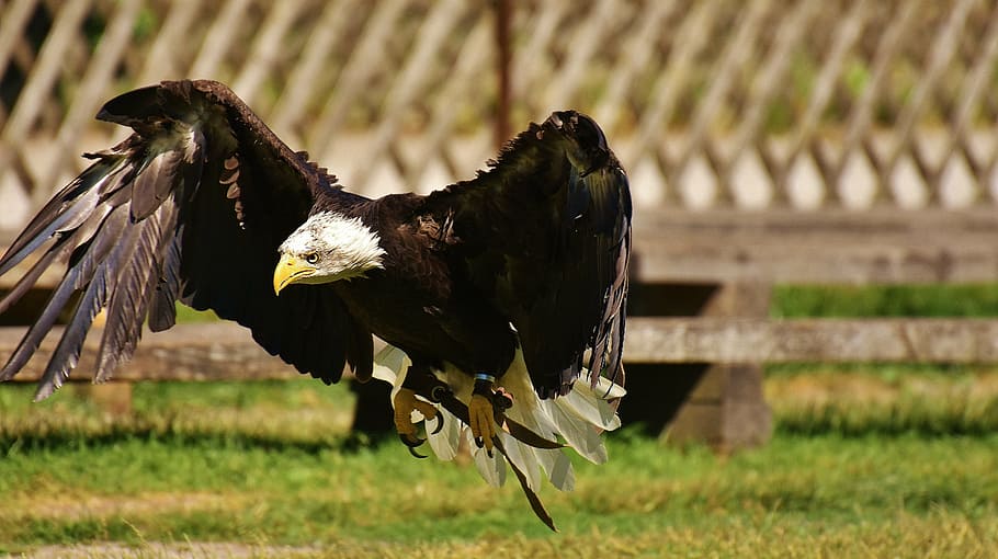 black and white eagle flying, adler, bald eagles, bird, raptor HD wallpaper