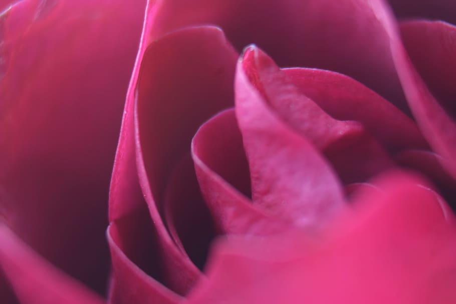 rose, romance, macro, romantic, flower, floral, love, red, day HD wallpaper