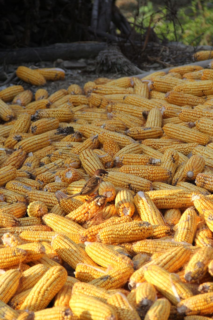 Corn, Yellow, Cob, Food, Vegetable, harvest, organic, kernel HD wallpaper