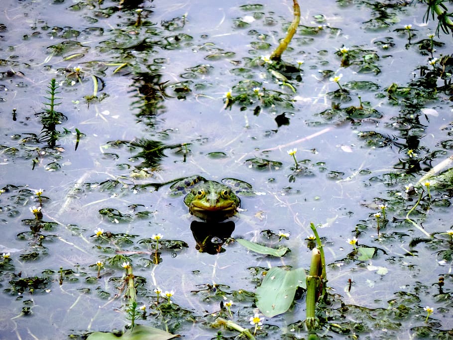 frog, pond, nature, green, water frog, garden pond, pond inhabitants HD wallpaper