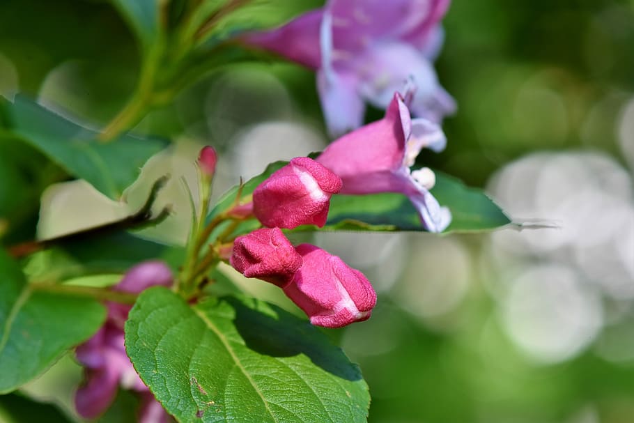 HD wallpaper: pink flowering plant, jasmin, jasmine flower, mock orange,  ornamental shrub | Wallpaper Flare