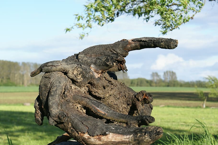 wood, root, old root, gnarled, tree, nature, representation HD wallpaper