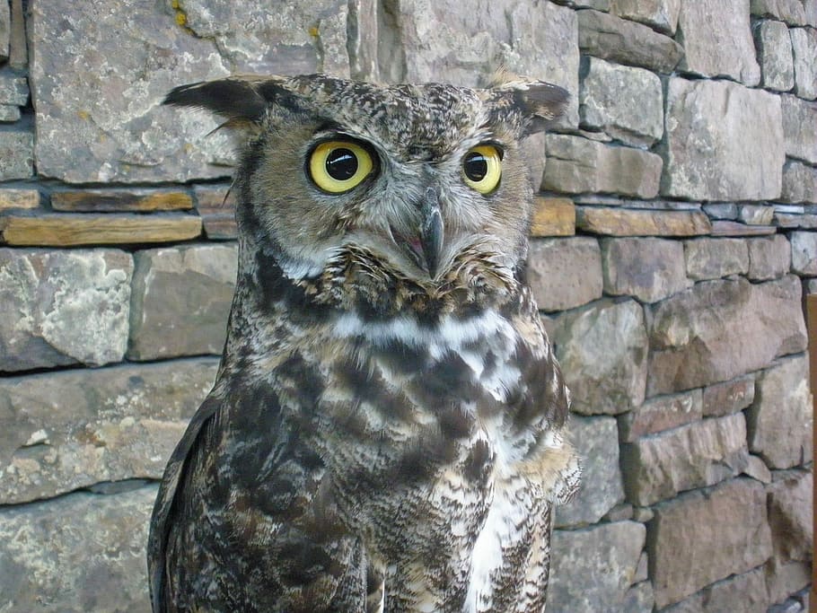 Owl, Raptor, Bird, one animal, animal wildlife, looking at camera HD wallpaper