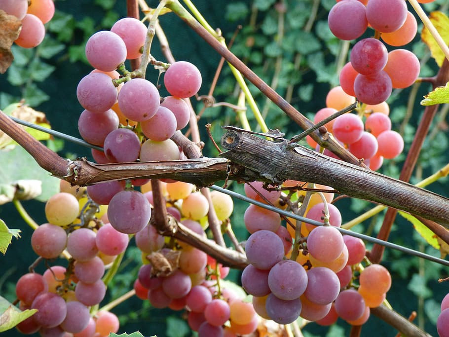 grapes, pink, vine, berry, food, food and drink, healthy eating HD wallpaper