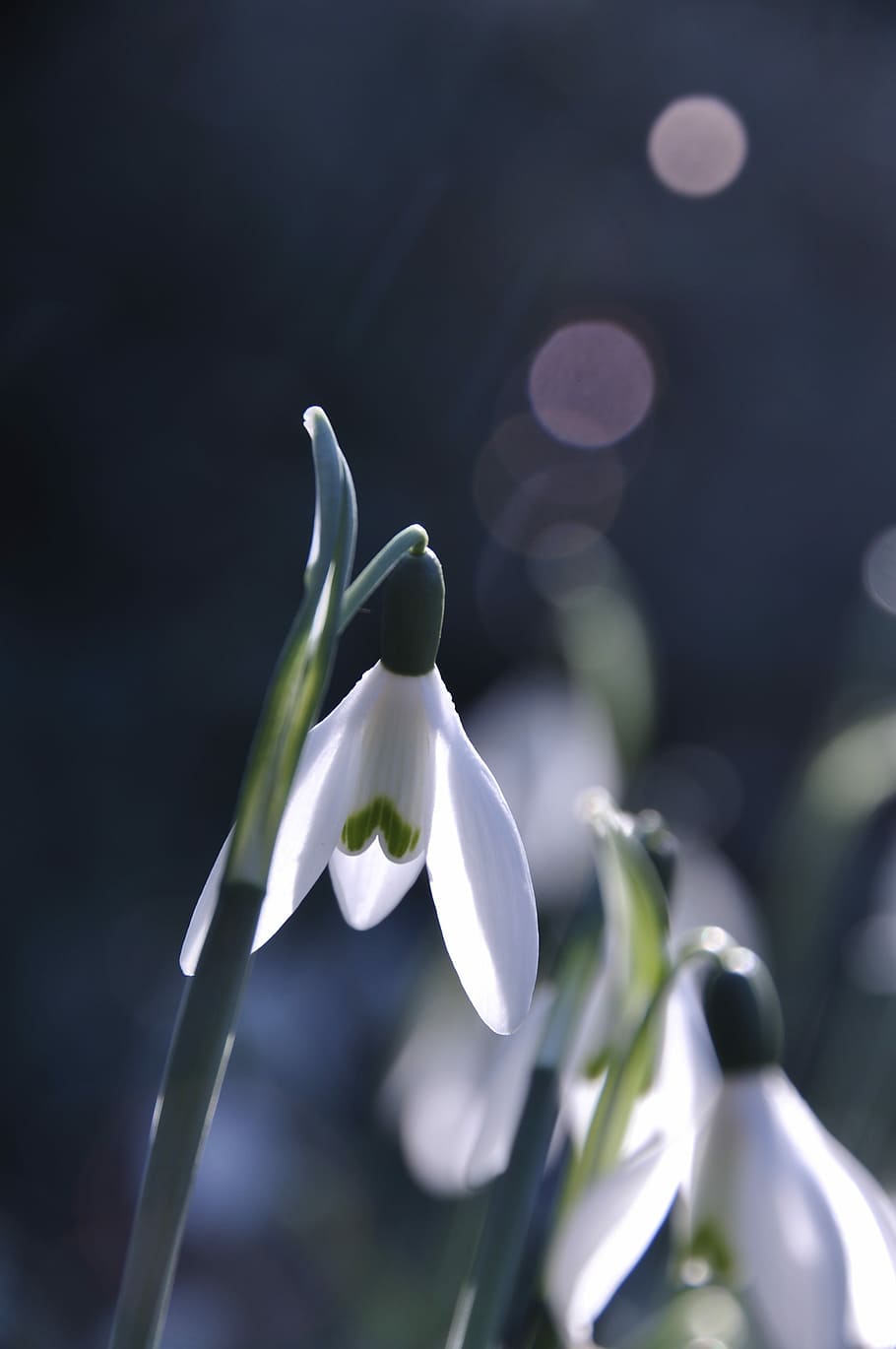 Spring Snowdrop Flowers With Snow On Background With Blue Sky Sun And  Blurred Bokeh Lights Vector Illustration Stock Illustration - Download  Image Now - iStock