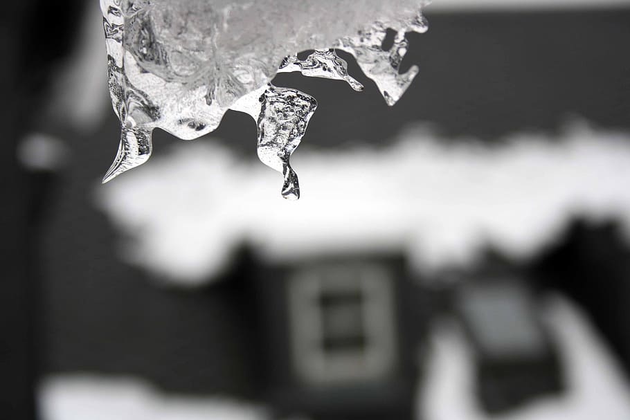 winter, ice, winter dream, close-up, focus on foreground, animal themes HD wallpaper