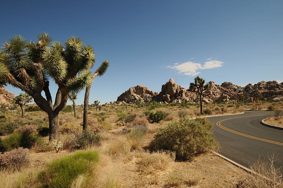 empty road near tree, gray asphalt road in between trees, desert HD wallpaper