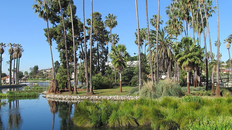 echo park, los angeles, lake, palms, palm trees, water, plant, HD wallpaper