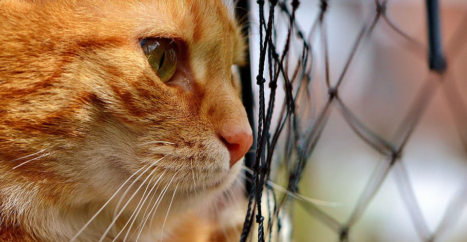 orange Tabby cat beside net, mackerel, longing, network, wait HD wallpaper