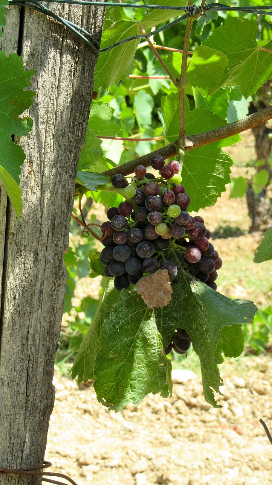 wine, provence, grape, summer, grapevine, south of france, luberon HD wallpaper