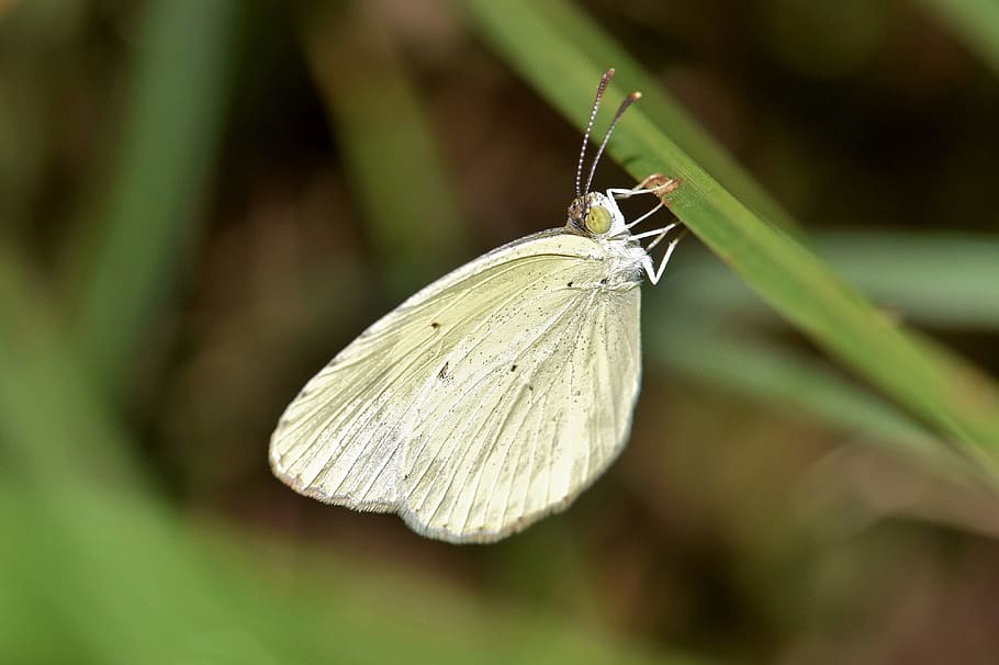 micro photography of white butterfly, yellow butterfly, sulphur, HD wallpaper