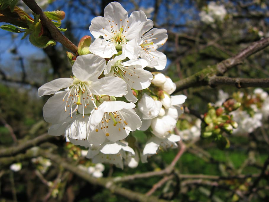 cherry blossom, spring, tree, bloom, garden, flowering plant HD wallpaper