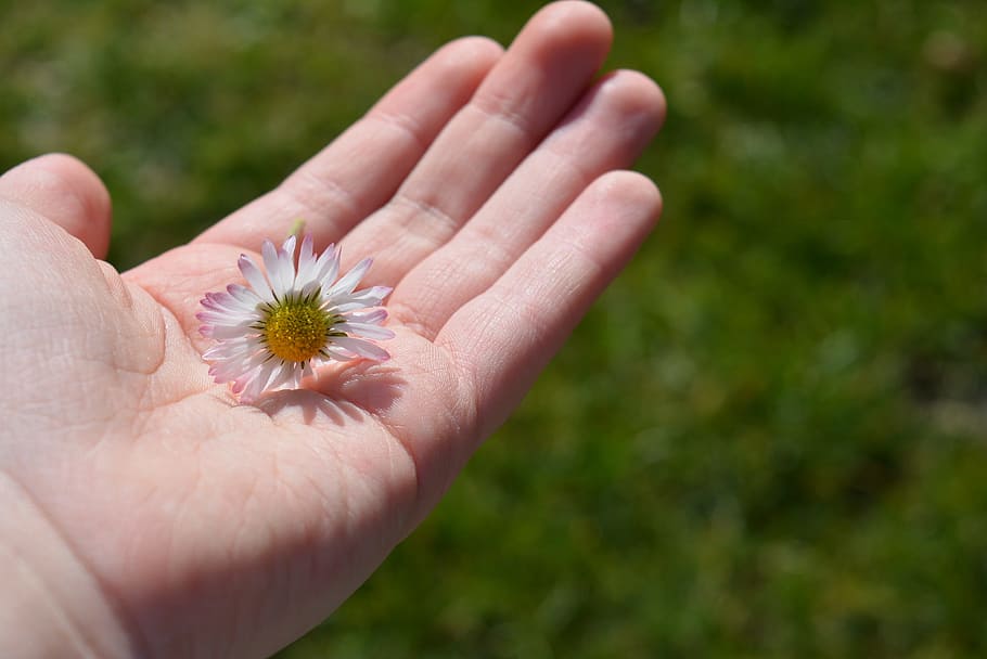 hand, daisy, satisfaction, white, blossom, bloom, keep, human hand HD wallpaper