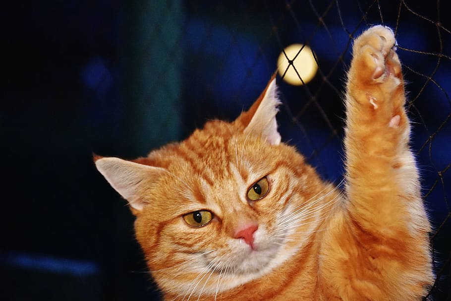 close-up photo of orange cat, red, funny, cute, mackerel, tiger HD wallpaper