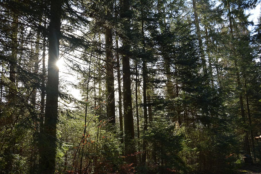 forest, mood, light, light beam, atmosphere, mysticism, tree HD wallpaper