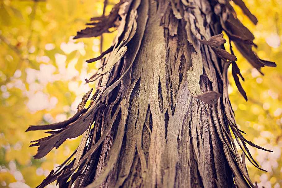 bark, peeling, flaking, tree, forest, nature, plant, tree trunk HD wallpaper