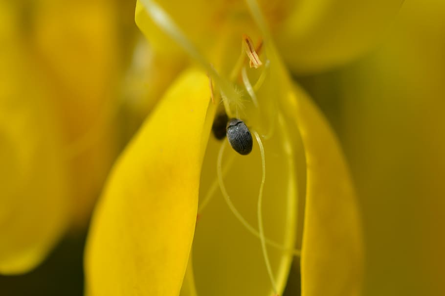 pests, bugs, flower, macro, yellow, animal wildlife, invertebrate HD wallpaper