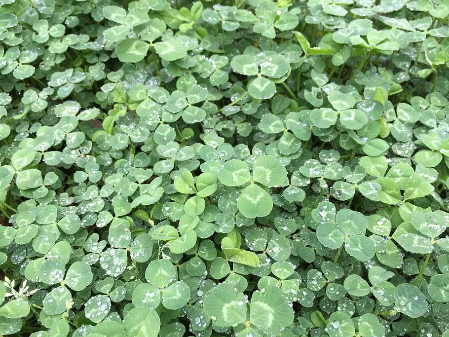 clover, white clover, natural, full frame, green color, backgrounds HD wallpaper