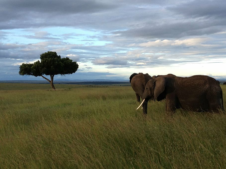 elephants, tree, kenya, nature, africa, animal, safari Animals HD wallpaper