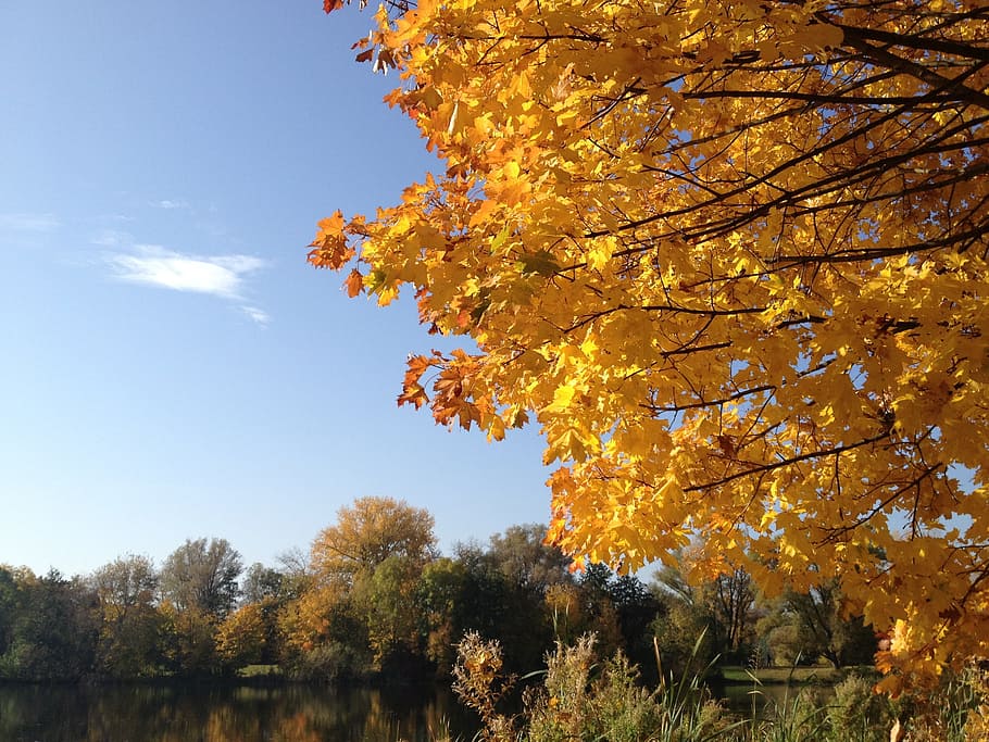 autumn, sun, sky, tree, landscape, golden autumn, yellow, fall color HD wallpaper