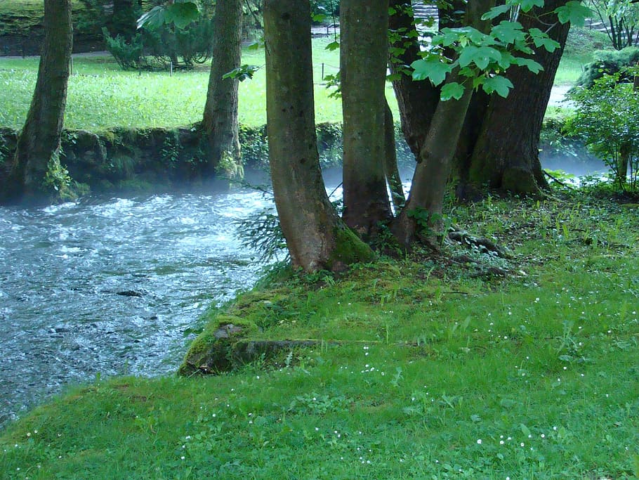 spring, stream, creek, brook, nature, tranquil, forest, tree HD wallpaper