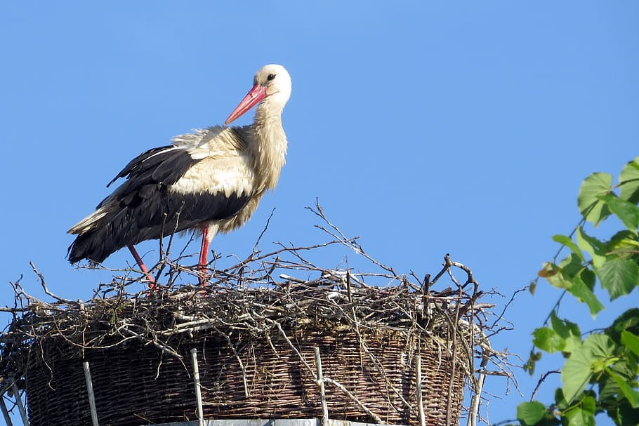 Bird, Stork, Nest, animal wildlife, one animal, animal themes HD wallpaper