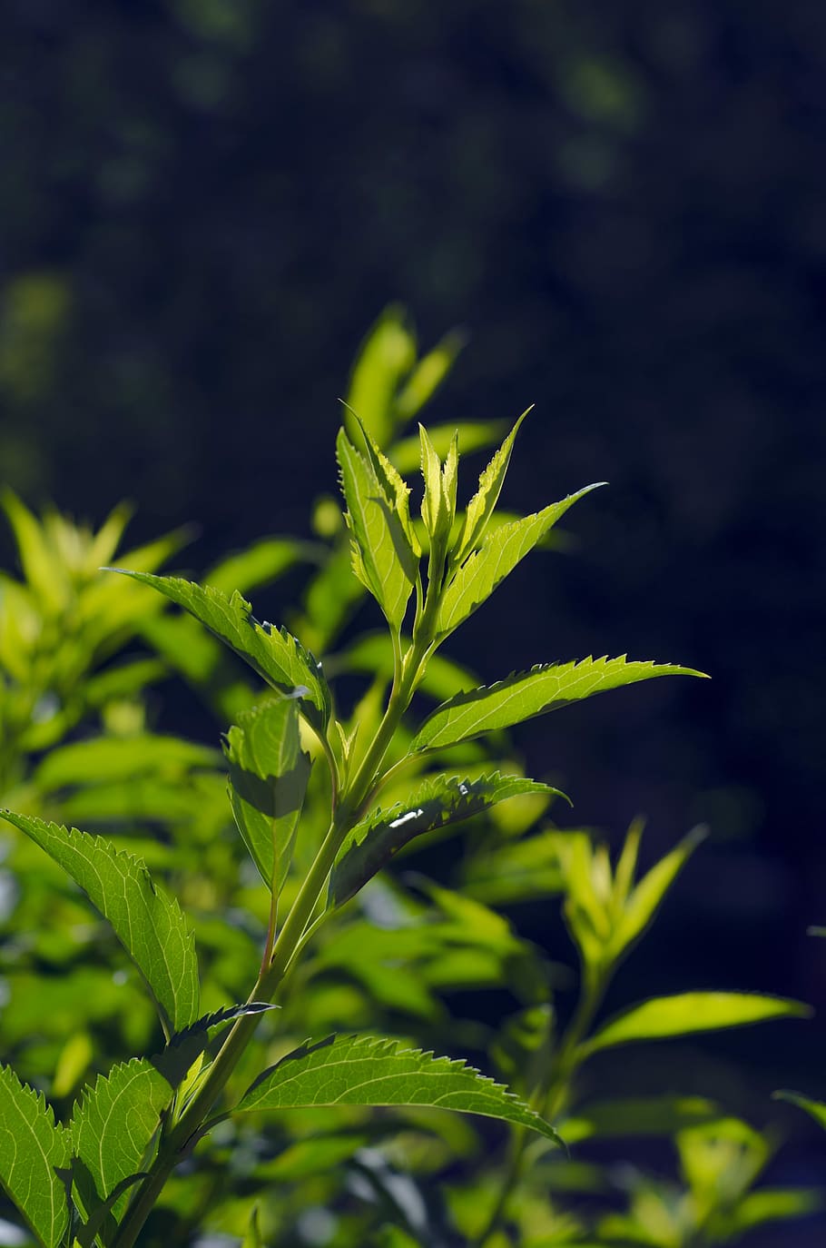 Nature, Leaves, Leaf, Twig, Green, Plant, tree, natural, spring HD wallpaper