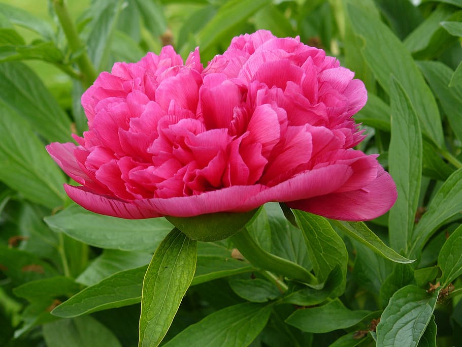 peony, flower, garden, flowering plant, pink color, beauty in nature HD wallpaper