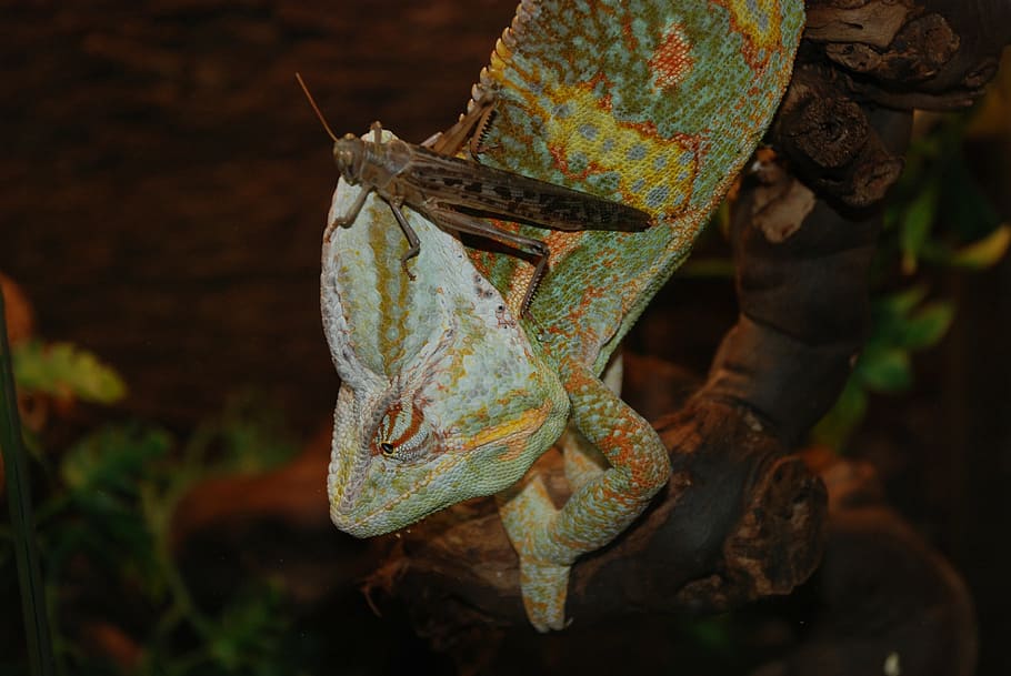 chameleon, exot, reptile, zoo, nature, creature, terrarium, HD wallpaper