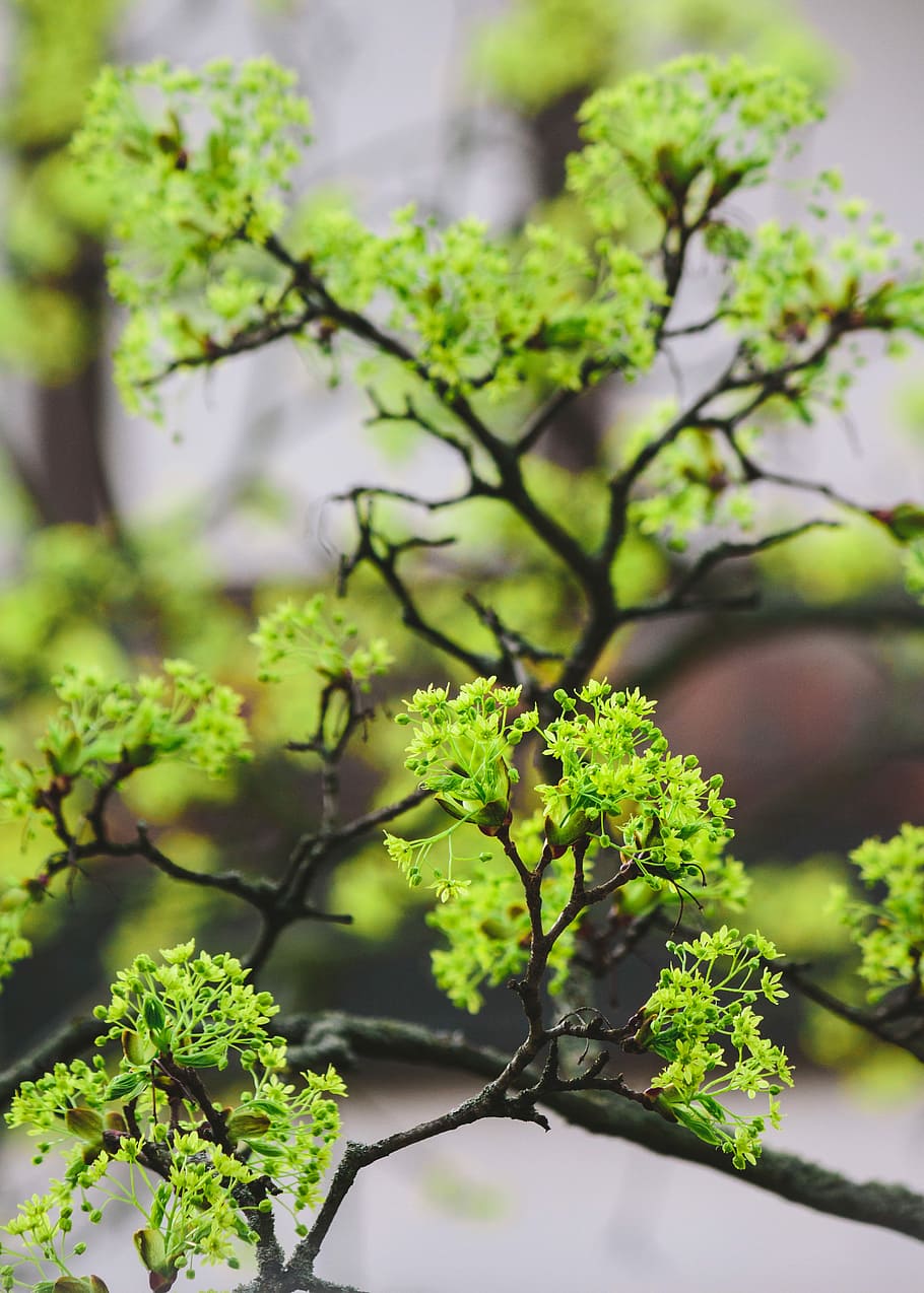green leafed plant, nature, tree, growth, maple, blossom, bloom HD wallpaper