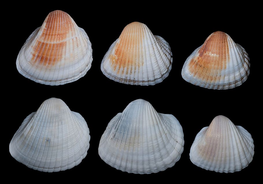 anadara brailiana, shells, seashells, isolated, macro, beautiful HD wallpaper