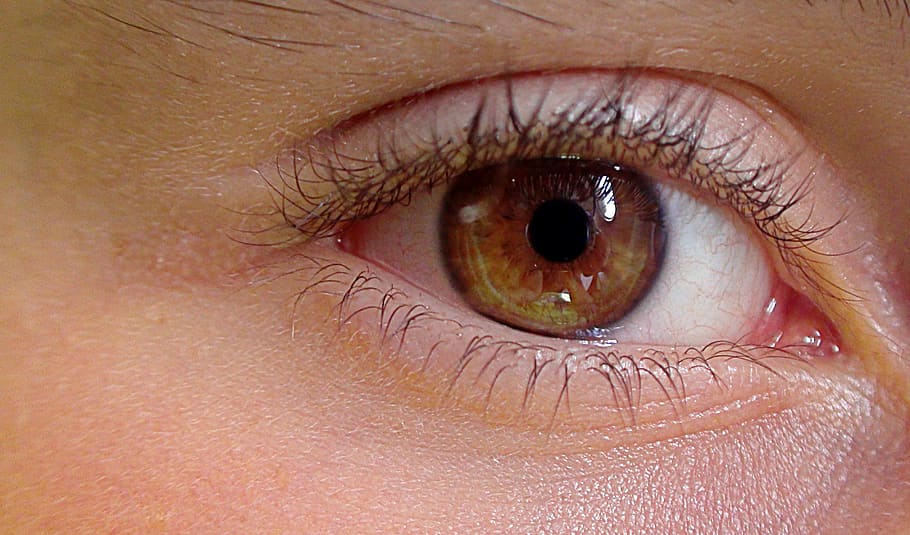 close up photograph of human eye, the anatomy of a, construction of man