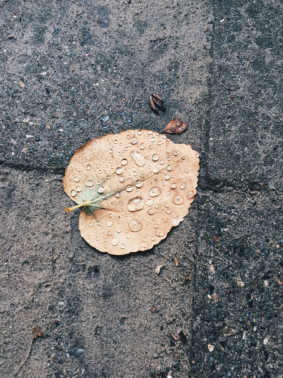 leaf, drop, drops, rain, raindrops, asphalt, autumn, wood, natural HD wallpaper