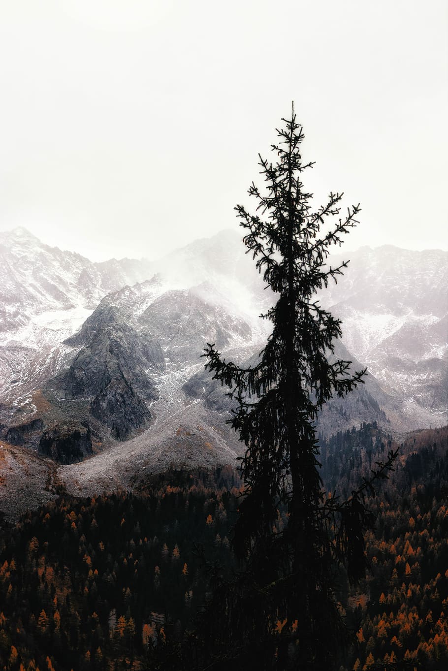 silhouette of tree, green tree near mountain, rock, snow, mist HD wallpaper