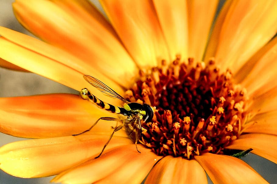 flowers, insect, fly, hoverfly, close, nature, yellow, summer HD wallpaper